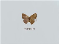 藏品(堇彩燕灰蝶)的圖片